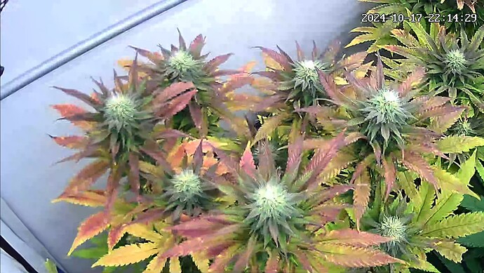 Screenshot_20241017_221440_iCam365