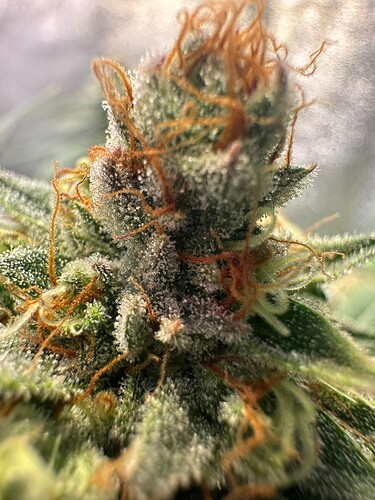 Growreport Bild 8