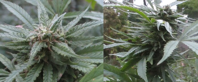 Easy Sativa1