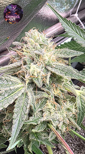 Growreport Bild 2