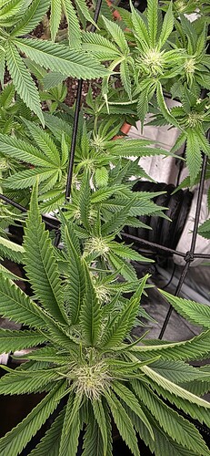Growreport Bild 5