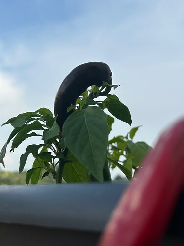 Growreport Bild 31