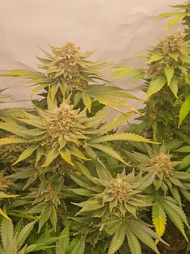 Growreport Bild 3