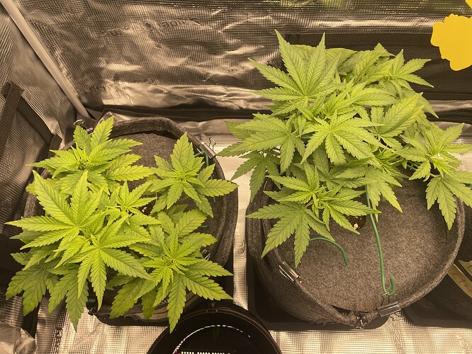 Zwei junge Cannabispflanzen in Vlies-Töpfen, die sich in der Wachstumsphase befinden. Die linke Pflanze ist kleiner und hat vier Haupttriebe, während die rechte Pflanze größer ist und mehr Verzweigungen aufweist. Beide Pflanzen zeigen eine hellgrüne Blattfarbe.