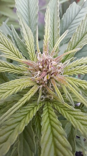 Growreport Bild 9