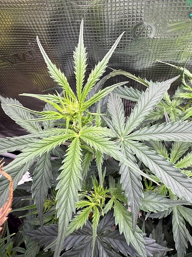 Growreport Bild 4