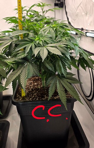 Growreport Bild 16