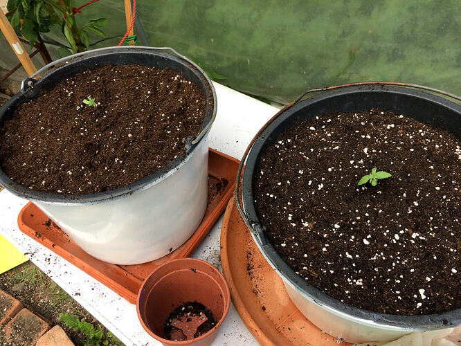 Grow26071304