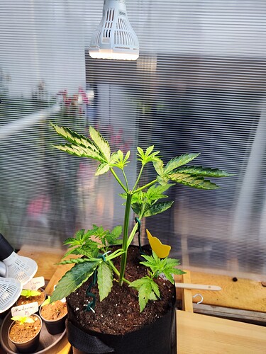 Growreport Bild 1