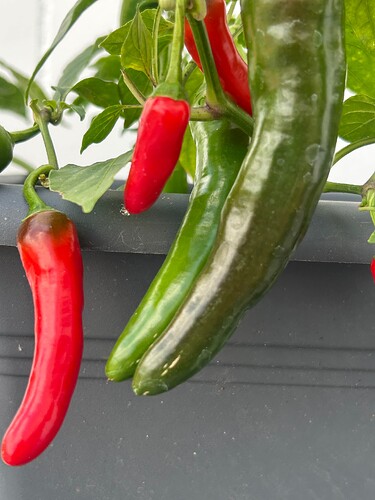 Growreport Bild 4