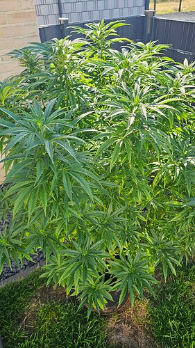 Growreport Bild 2
