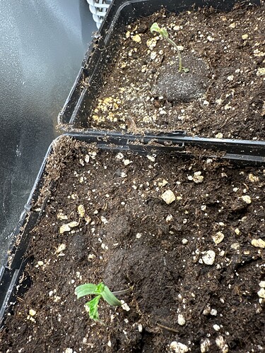 Growreport Bild 7