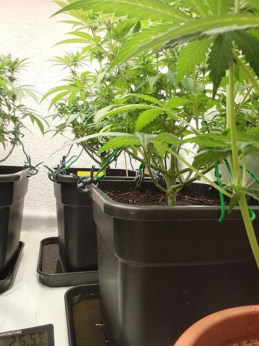 Growreport Bild 8