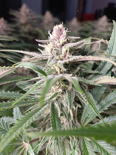 Growreport Bild 6