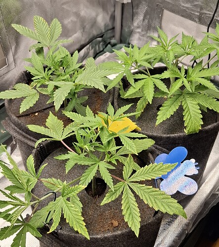 Growreport Bild 9