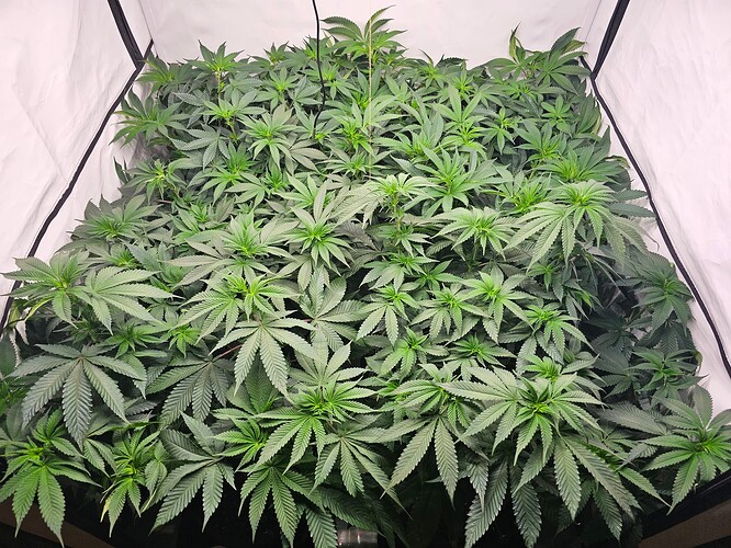 Growreport Bild 1