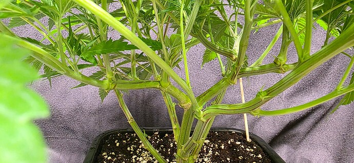 Growreport Bild 92