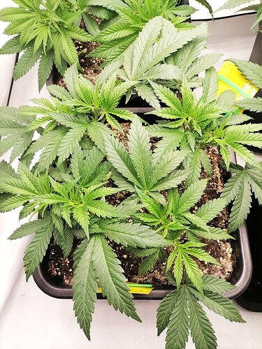 Growreport Bild 13