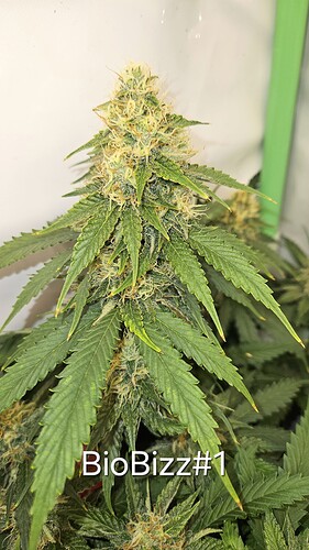 Growreport Bild 27