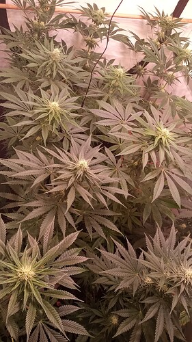 Growreport Bild 28