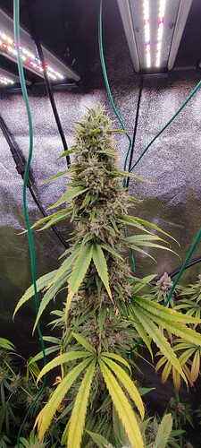 Growreport Bild 4