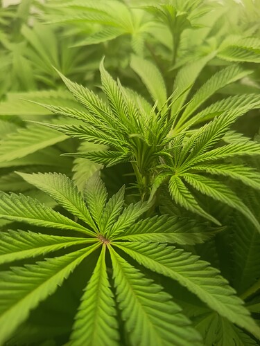 Growreport Bild 16