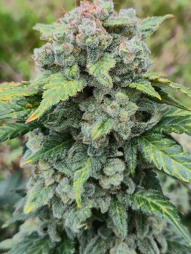 Growreport Bild 4