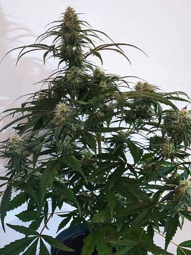 Growreport Bild 12