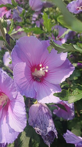 Growreport Bild 69