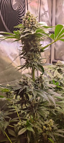 Growreport Bild 10