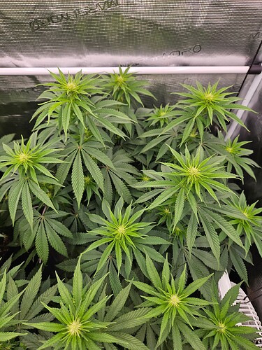 Growreport Bild 19