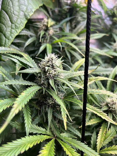 Growreport Bild 28