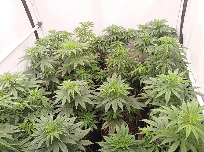 Growreport Bild 3