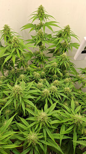Growreport Bild 283