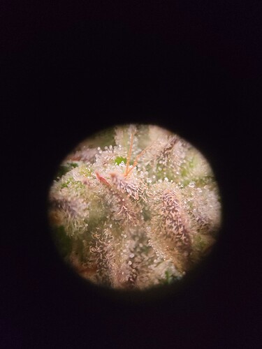 Growreport Bild 5