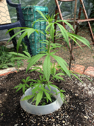 Grow26_0702_11