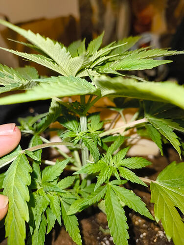 IMG_20260305_000222189