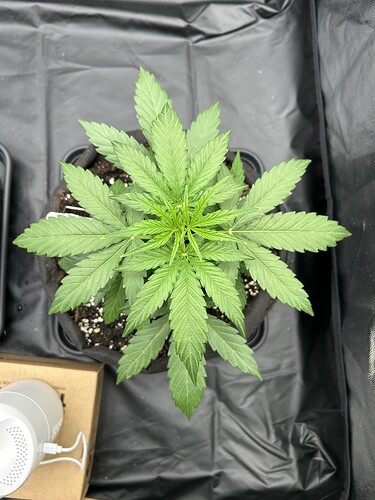 Growreport Bild 5