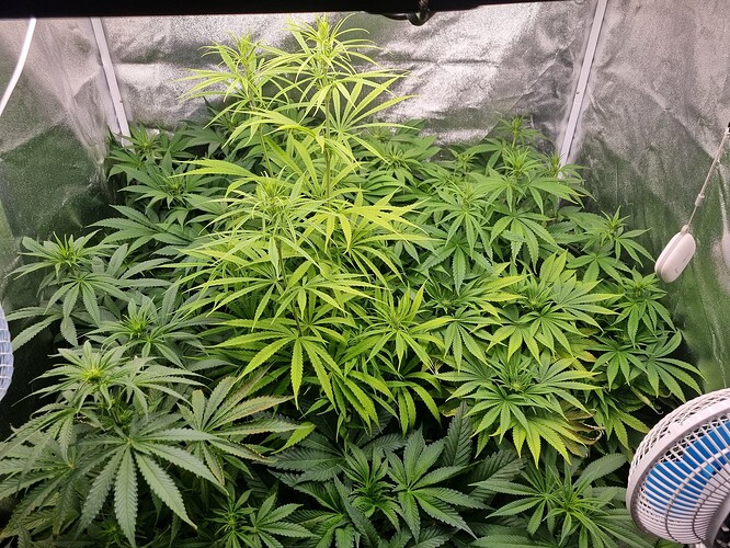 Mehrere Cannabis-Pflanzen in einem Zelt, die sich im Wuchs befinden. Eine Pflanze in der Mitte zeigt Anzeichen von Nährstoffmangel.