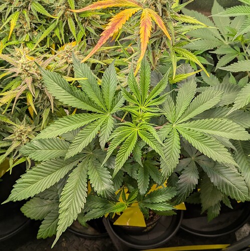 Growreport Bild 12