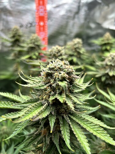 Nahaufnahme eines Cannabis-Buds in der Blütephase in einem Growzelt.