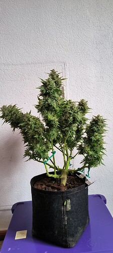 Growreport Bild 22