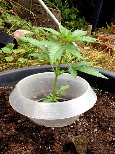 Growreport Bild 4