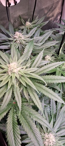 Growreport Bild 14
