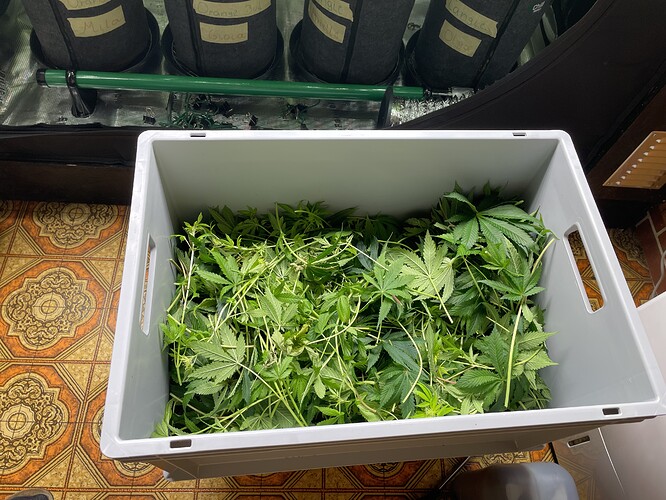 Ein grauer Behälter voller frisch geschnittener Cannabisblätter und Zweige.