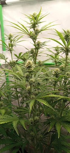 Growreport Bild 4