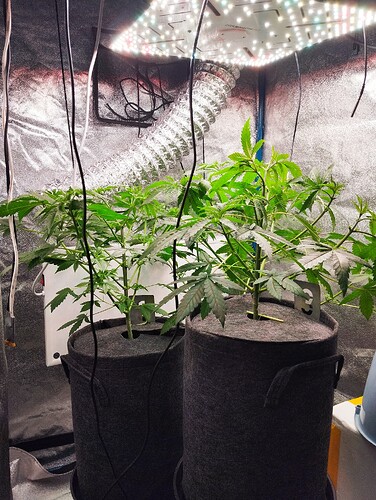 Growreport Bild 5