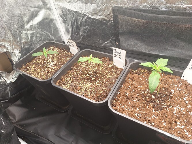 Growreport Bild 4