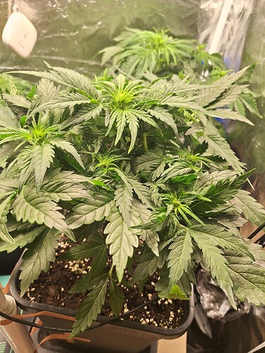 Growreport Bild 5
