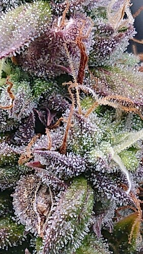 Growreport Bild 25